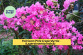Pink Crepe Myrtle Trees (Lagerstroemia indica) – 2 Live Rooted Flowering Plants for Garden & Landscape