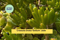 Crassula Ovata ‘Gollum’ Jade Plant - 3 Live Succulent Cuttings - Hobbit Jade, Ogres Ear, Indoor Outdoor Drought-Tolerant Succulent