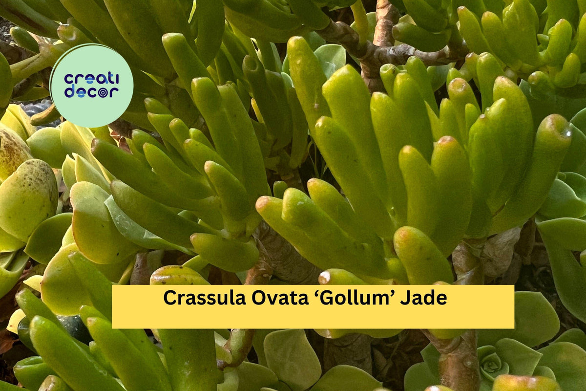 Crassula Ovata ‘Gollum’ Jade Plant - 3 Live Succulent Cuttings - Hobbit Jade, Ogres Ear, Indoor Outdoor Drought-Tolerant Succulent