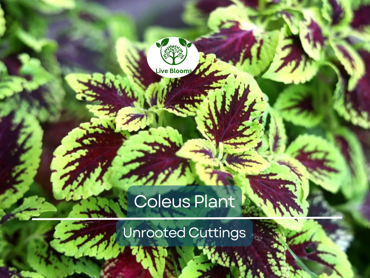 10 Coleus Unrooted Cuttings – Mixed Colors & Patterns, Easy to Root Tropical Shade Plant for Gardens & Containers