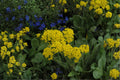 Basket of Gold Seeds – Alyssum saxatile, Bright Yellow Blooms, Hardy Perennial, Drought Tolerant, Rock Garden, Borders, 100 Seeds