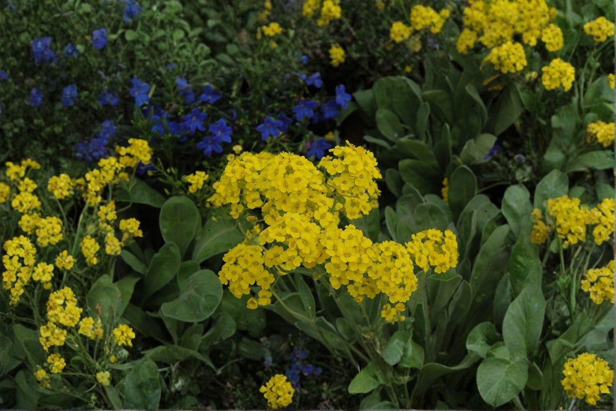 Basket of Gold Seeds – Alyssum saxatile, Bright Yellow Blooms, Hardy Perennial, Drought Tolerant, Rock Garden, Borders, 100 Seeds