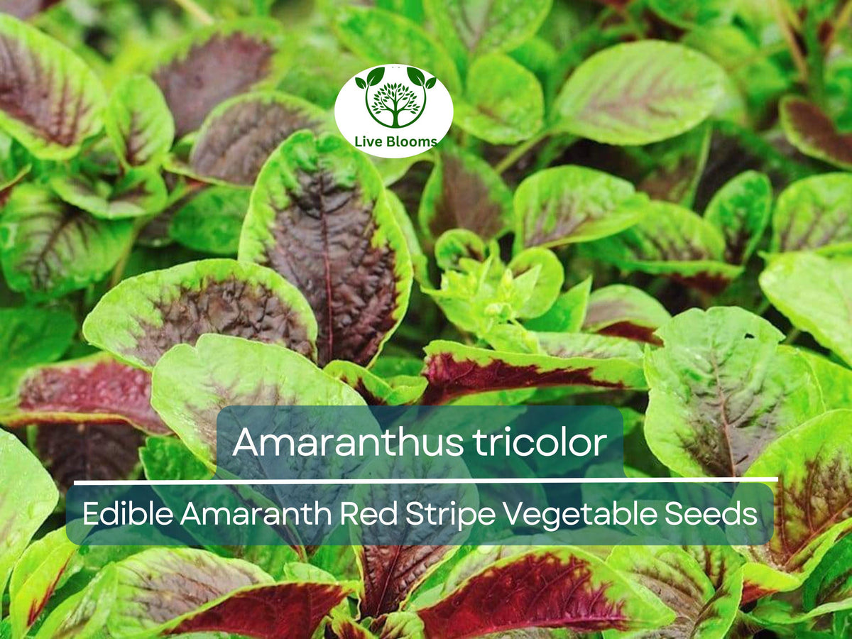 Edible Amaranth Seeds, Red Stripe Leaf, Amaranthus tricolor, Nutritious Leafy Green, Heirloom, Vibrant Color, Fast-Growing Vegetable