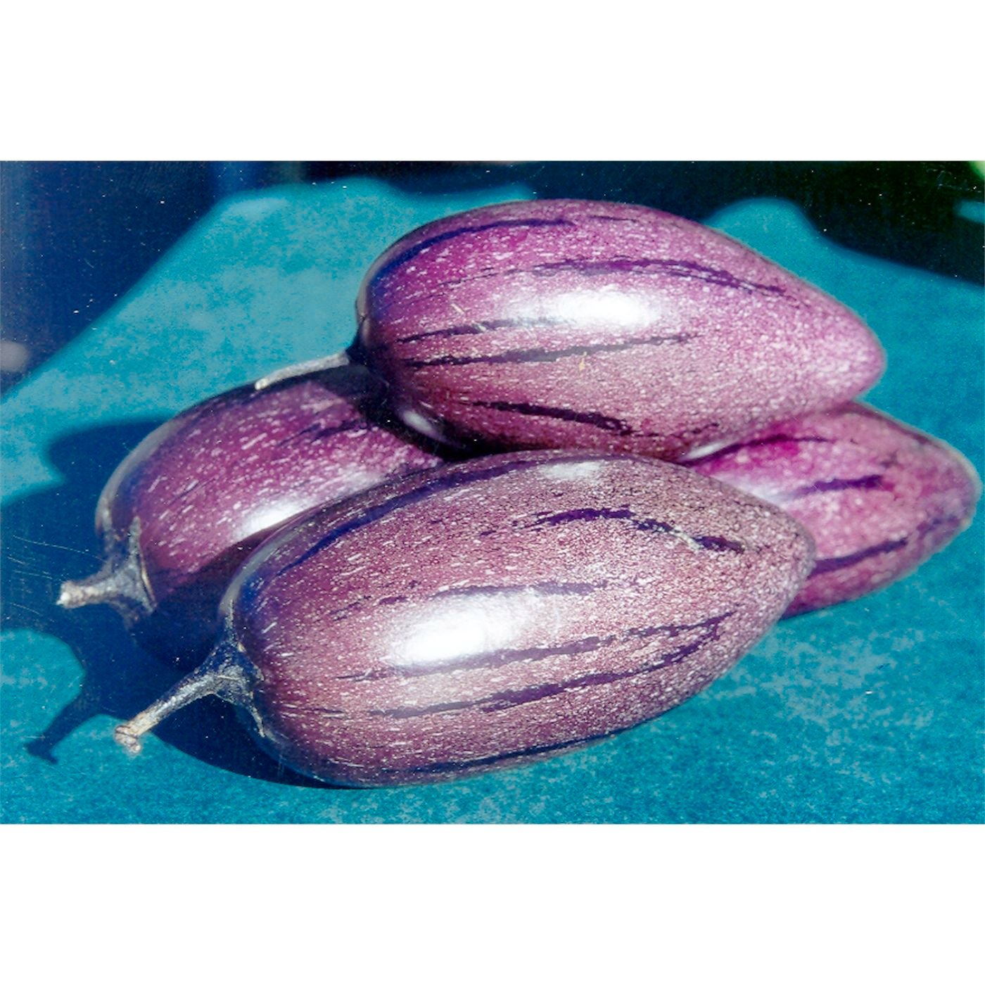 Purple Pepino Melon Cuttings - Unrooted Solanum Muricatum, Purple 'Stripey' Variety, Edible Fruit, Rare Garden Plant