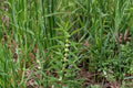 American Bugleweed Seeds – Native Perennial Lycopus americanus for Wetlands, Stream Banks & Erosion Control (500 Seeds)