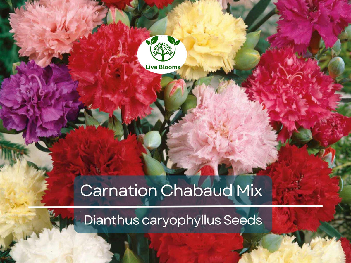 Carnation Chabaud Mix Seeds – Fragrant, Pollinator-Friendly, Florist-Grade, Vibrant Colors for Garden & Bouquets, Non-GMO, 100 Seeds