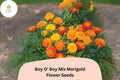 25+ Boy O' Boy Mix Marigold Seeds, Dwarf French Tagetes patula, Bright Orange, Yellow & Red Blooms, Garden & Container Flowers