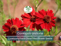 300 Seeds Coreopsis tinctoria Dwarf Red Wildflower for Pollinator Gardens, Low-Maintenance, Drought-Tolerant, Flower Bed, Container Planting