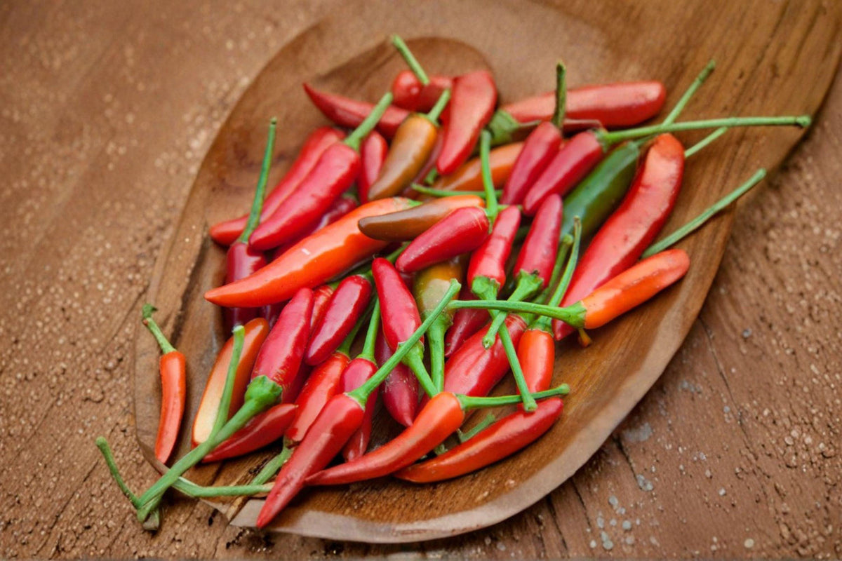 Sonora Mild Hot Pepper Seeds – Capsicum annuum, Green Long Pods, Mild Heat, Roasting & Cooking, 25 Seeds