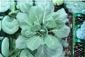 300 Collards Champion Seeds – Heirloom Brassica oleracea var. viridis, Large Tender Blue-Green Leaves, Heat & Cold Tolerant Greens