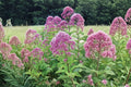 100 Purple Joe Pye Weed Seeds – Eutrochium purpureum Native Pollinator Perennial Wildflower