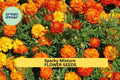 3pcs of 500mg Tagetes patula Sparky Mixture Marigold Seeds – Red, Gold & Orange Ruffled Blooms for Borders & Pollinator Gardens