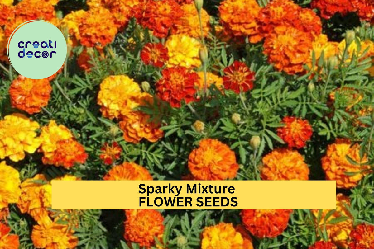 3pcs of 500mg Tagetes patula Sparky Mixture Marigold Seeds – Red, Gold & Orange Ruffled Blooms for Borders & Pollinator Gardens