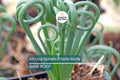 Albuca Spiralis ‘Frizzle Sizzle’ – Large Corkscrew Succulent Bulb with Unique Spiral Leaves, Winter Growing Indoor or Garden Plant