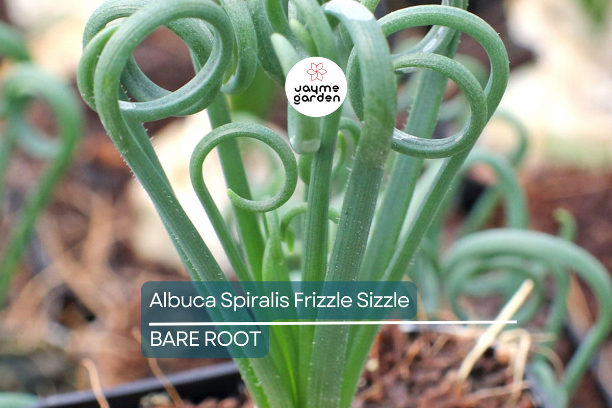 Albuca Spiralis ‘Frizzle Sizzle’ – Large Corkscrew Succulent Bulb with Unique Spiral Leaves, Winter Growing Indoor or Garden Plant