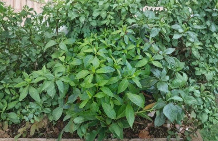 Longevity Spinach Cuttings 5"+ Gynura procumbens Tropical Perennial Evergreen Foliage
