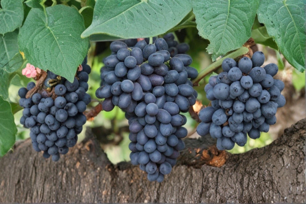 Autumn Royal Grape Cuttings 6-8" Vitis vinifera Unrooted Fruit Vine for Trellises and Gardens
