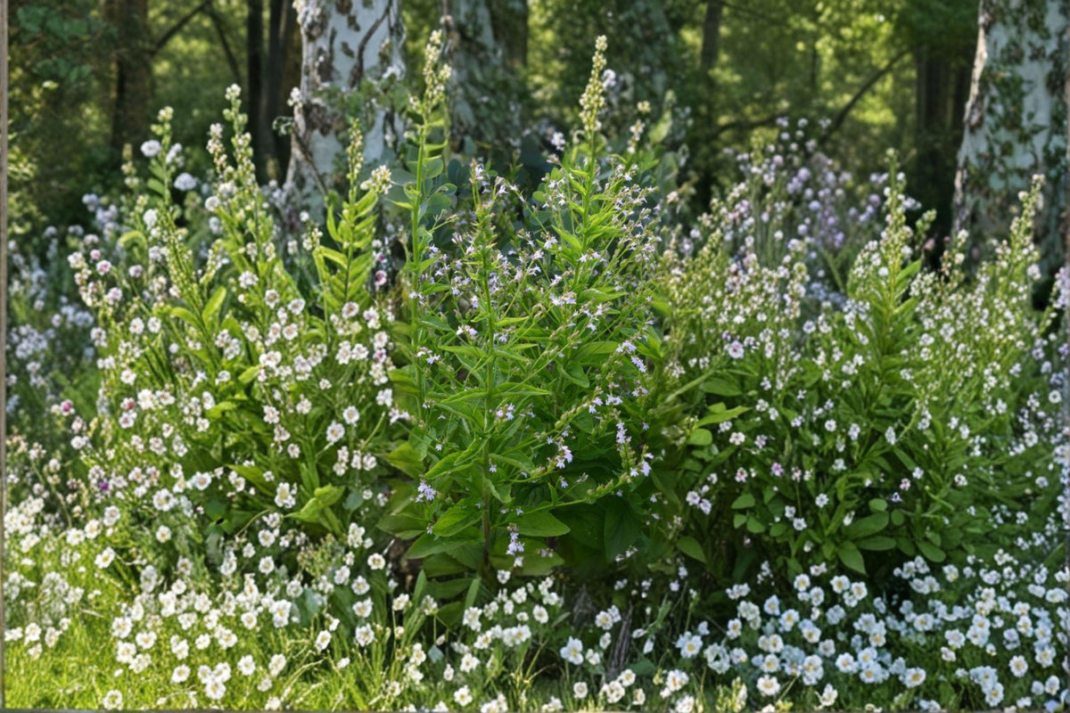 Lobelia inflata Native Annual Seeds – Indian Tobacco, Pollinator Support, Medicinal History, 500 Seeds