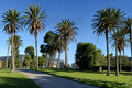 Phoenix canariensis Seeds – Canary Island Date Palm, Ornamental Tropical Palm, Evergreen Landscape Tree, 10 Seeds
