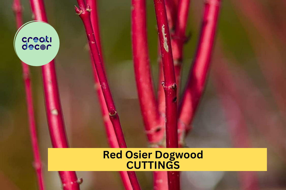 Red Osier Dogwood Cuttings – 30 Unrooted Hardwood Stems for Propagation, Landscaping & Hedging – Cornus sericea Native Shrub