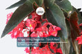 Angel Wing Begonia Torch Red - Tropical Indoor Houseplant in 4" Pot, Vibrant Foliage, Easy Care, Live Plant for Home or Office
