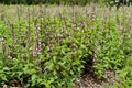 Thai Basil Seeds – Ocimum basilicum, Aromatic Culinary Herb, Edible Garden Favorite, 75 Seeds