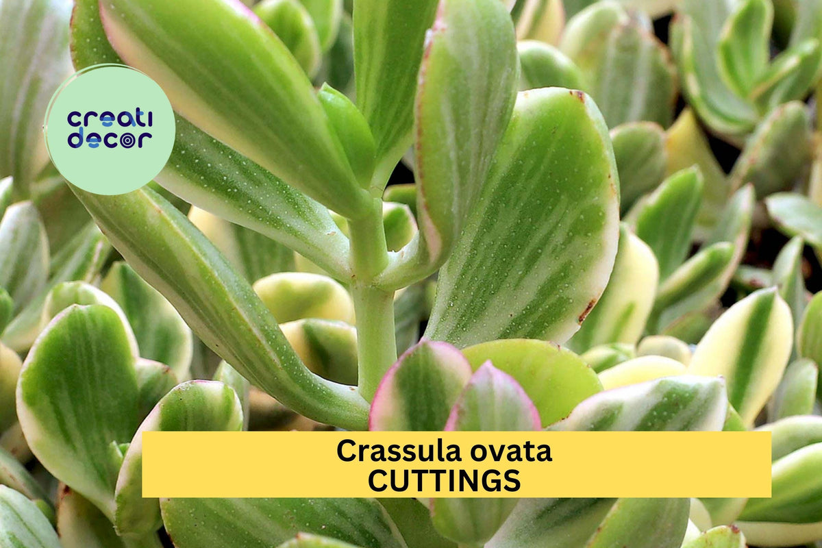Variegated Jade Plant Cuttings | Crassula Ovata | Indoor Succulent Starter 3–5" | Easy Care, Gift, Container Plant