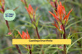 Castilleja linariifolia Seeds – Wyoming Indian Paintbrush, Native Perennial Wildflower, Drought-Tolerant, Pollinator-Friendly, 300 Seeds