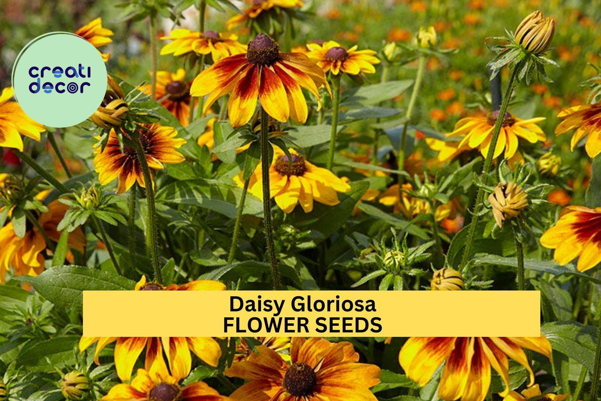 3pcs of 100mg Daisy Gloriosa Seeds – Rudbeckia gloriosa Bright Yellow-Red Wildflowers for Sunny Borders & Pollinator Gardens