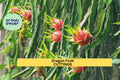 Dragon Fruit Cuttings ‘Orejona’ – Hylocereus undatus, Unrooted Stem for Pots, Trellises & Tropical Gardens