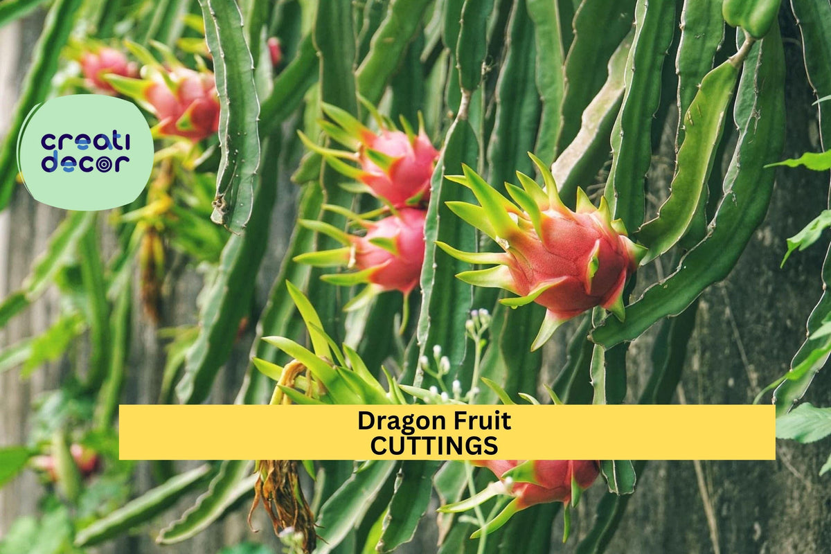 Dragon Fruit Cuttings ‘Orejona’ – Hylocereus undatus, Unrooted Stem for Pots, Trellises & Tropical Gardens