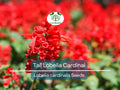 600 Red Lobelia Seeds - Tall Lobelia cardinalis Wildflower Seeds for Gardens, Pollinators, Perennial, Native Plant, Bulk Seed Pack