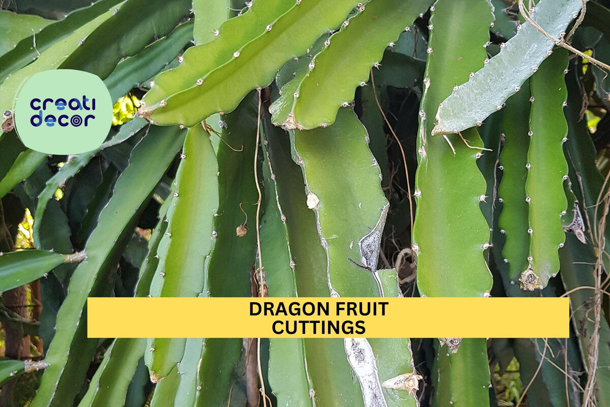 Dragon Fruit Cutting 8+ Inches | Hylocereus Cactus Starter | Unrooted Pitaya Stem | Tropical Fruit Plant for Garden or Container