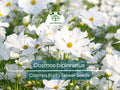 Cosmos Purity Seeds 1 Gram | White Annual Flower for Gardens, Pollinator Habitat, Landscaping | Cosmos bipinnatus