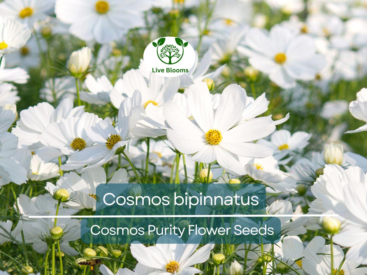 Cosmos Purity Seeds 1 Gram | White Annual Flower for Gardens, Pollinator Habitat, Landscaping | Cosmos bipinnatus