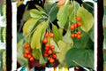 American Bittersweet Seeds - Native Climbing Vine with Orange Berries, Celastrus scandens, 30 Seeds