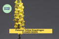 1000+ Potomac Yellow Snapdragon Seeds – Tall Soft Yellow Spikes for Garden Planting, Cut Flowers & Pollinator-Friendly Beds – USA