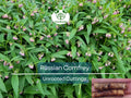 Russian Comfrey Unrooted Cuttings Bocking 14 Symphytum x uplandicum Organic Fertilizer Herb