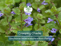 Creeping Charlie Groundcover Bare Root Plants – Glechoma hederacea – Evergreen Shade Vine – Fast-Spreading Perennial Groundcover