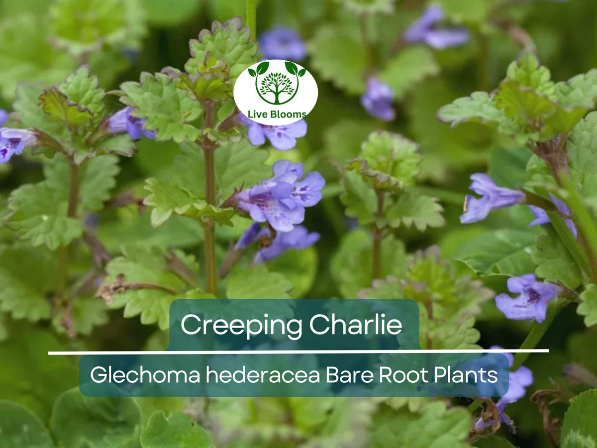 Creeping Charlie Groundcover Bare Root Plants – Glechoma hederacea – Evergreen Shade Vine – Fast-Spreading Perennial Groundcover