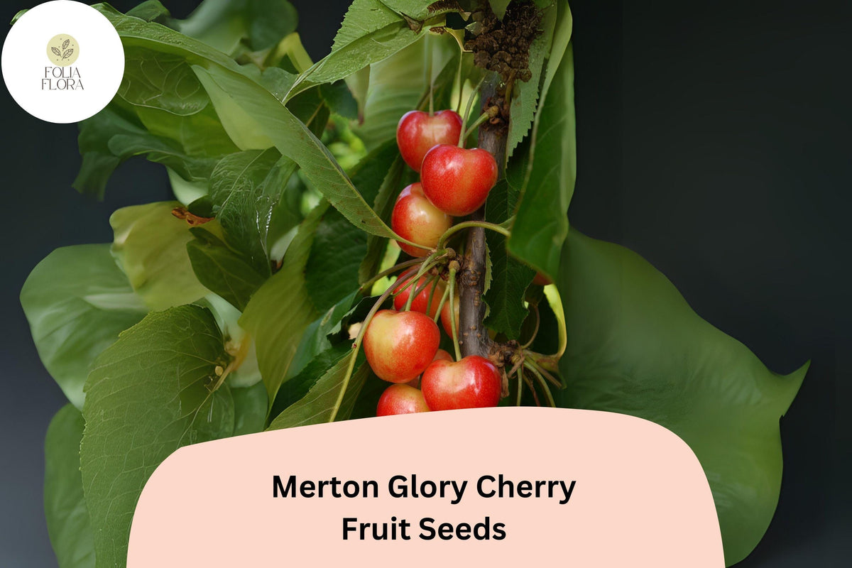 10+ Merton Glory Cherry Seeds – Sweet, Large, Juicy White Cherry Tree