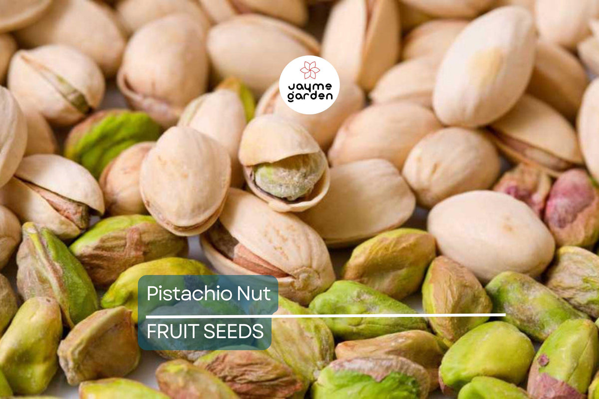 Pistachio Nut Tree Seeds – Edible, Drought-Tolerant, Nut-Producing Plant for Zones 7-11 – Pistacia vera