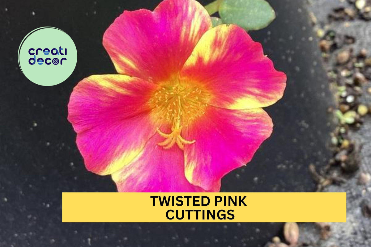 5 Twisted Pink Portulaca Cuttings – Purslane Flowering Plant for Containers, Beds & Rock Gardens – Easy to Root – USA Seller