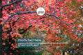 12 Florida Red Maple Trees Seedlings | Acer Rubrum Bare Root | Scarlet Autumn Foliage, Fast-Growing Shade & Landscaping Trees