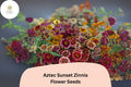Aztec Sunset Zinnia Seeds – Bi-Color Blooming Annual for Summer Gardens & Cut Flowers – Zinnia haageana