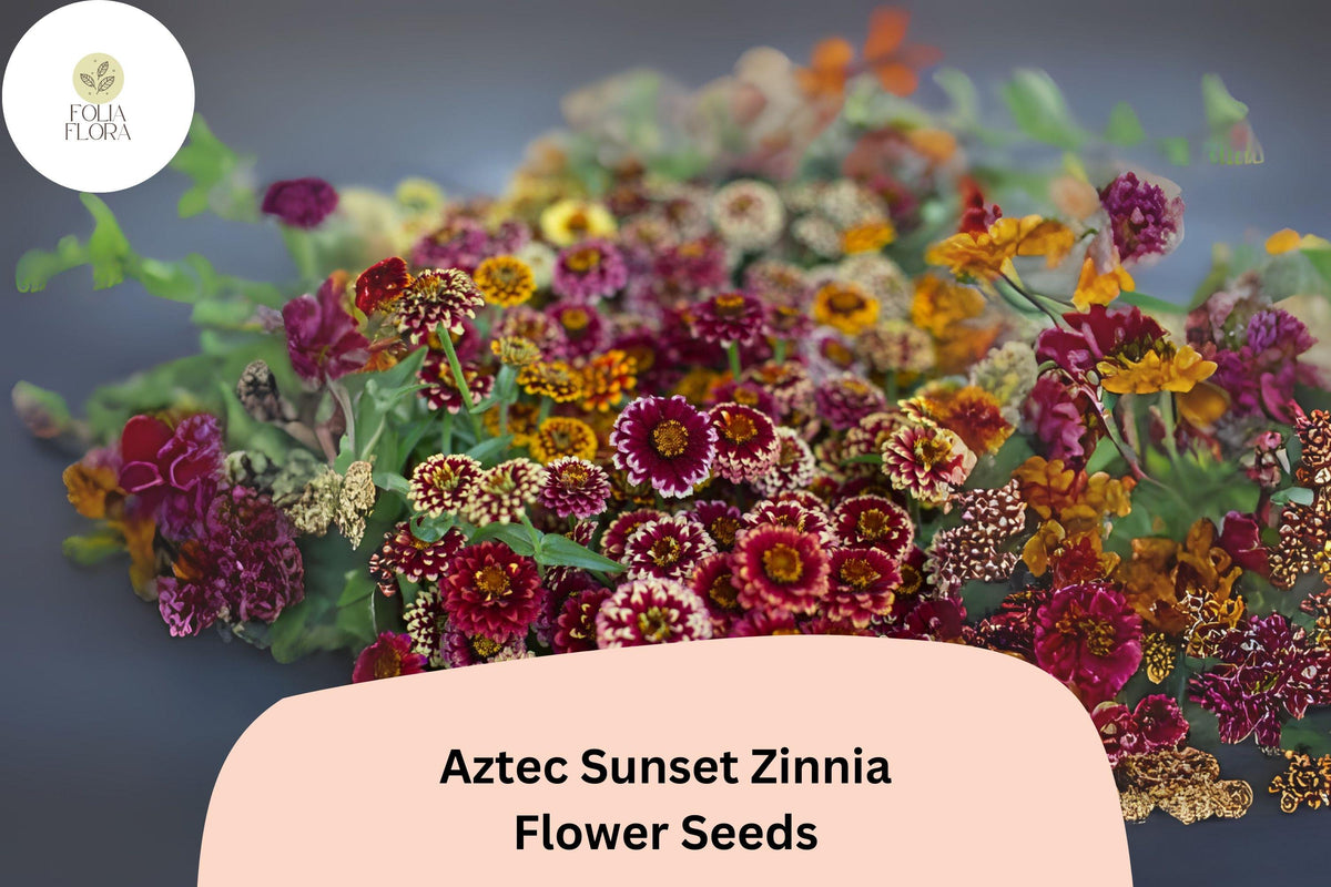 Aztec Sunset Zinnia Seeds – Bi-Color Blooming Annual for Summer Gardens & Cut Flowers – Zinnia haageana