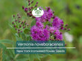 Vernonia noveboracensis Seeds – Native Perennial Wildflower for Pollinator Gardens, New York Ironweed, 500 mg