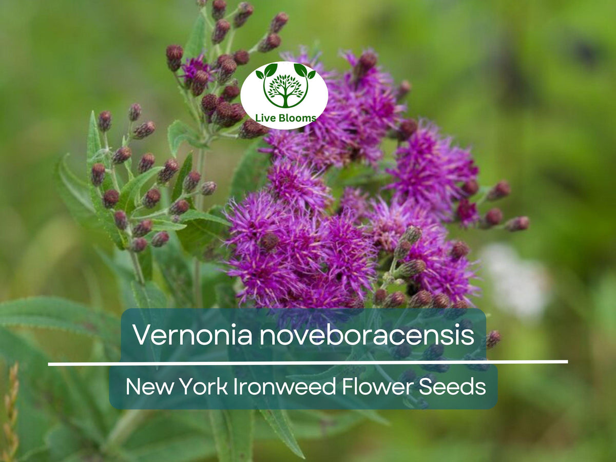 Vernonia noveboracensis Seeds – Native Perennial Wildflower for Pollinator Gardens, New York Ironweed, 500 mg