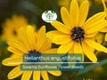 Helianthus angustifolius Swamp Sunflower Seeds 250 mg Native Wildflower for Wetlands & Pollinator Gardens