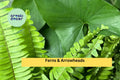 10 Rooted Ferns & Arrowhead Plant Cuttings – Live Houseplants for Indoor Pots & Garden Decor, Syngonium & Ferns